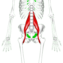 psoas spier massage